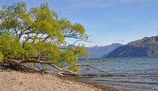 Lake Wanaka Willows, New Zealand Stock Photos Lake Wanaka Willows, New Zealand Stock Photos