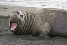 Adult Elephant Seal In South Georgia Stock Images