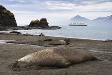 Adult Elephant Seal In South Georgia Royalty Free Stock Images Adult Elephant Seal In South Georgia Royalty Free Stock Images