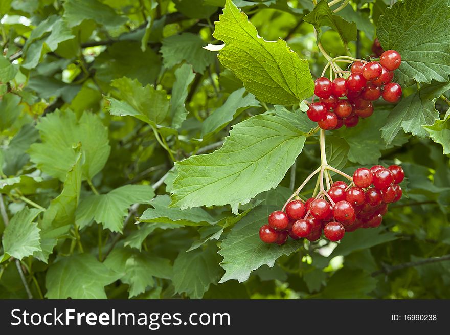 Red Berries Of The Viburnum