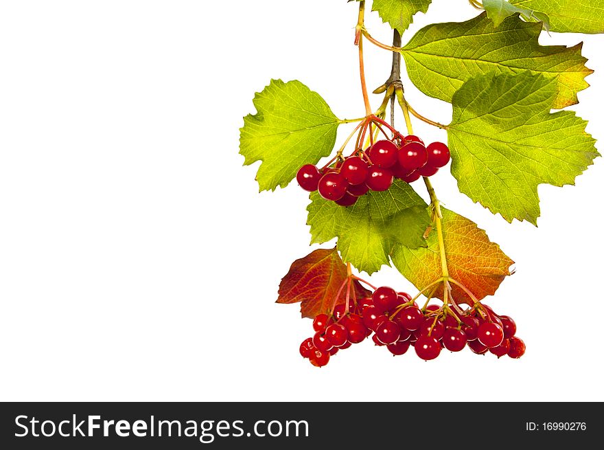 Branch of the viburnum with green sheet and red berries on white background. Branch of the viburnum with green sheet and red berries on white background