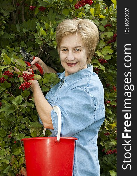 Elderly woman picks red berries of viburnum. Elderly woman picks red berries of viburnum