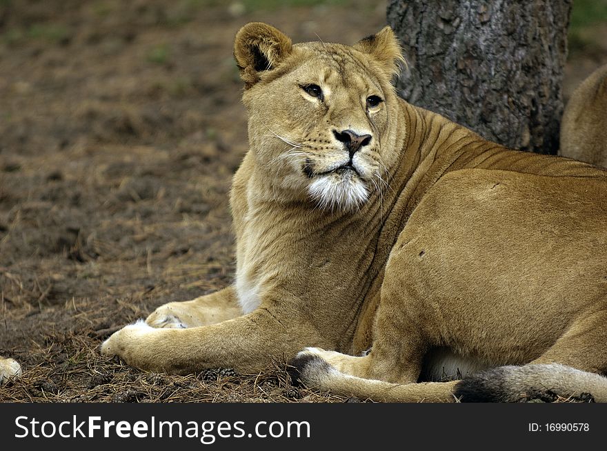 An african lion in the sun