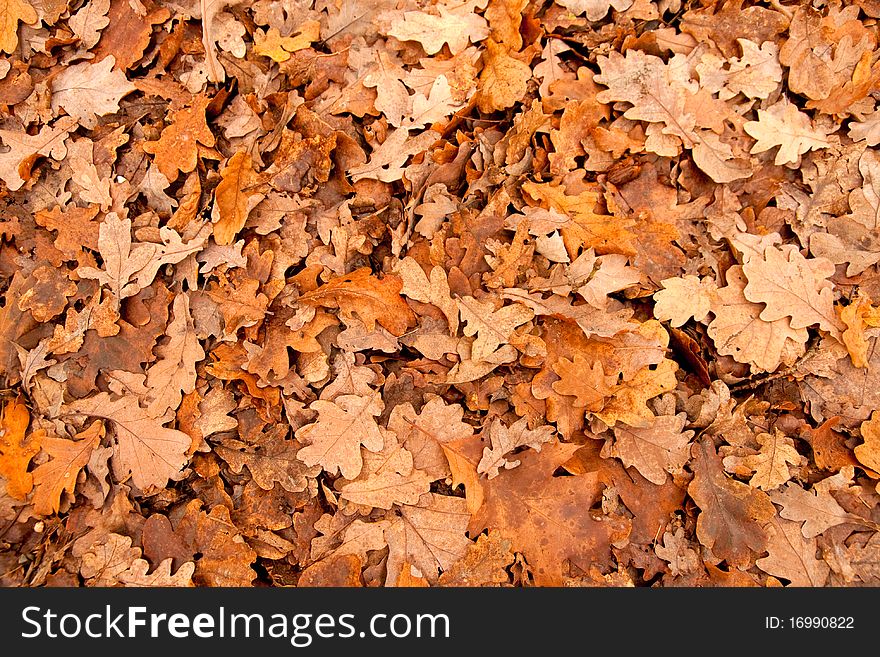 Golden oak leaves on the ground. Golden oak leaves on the ground