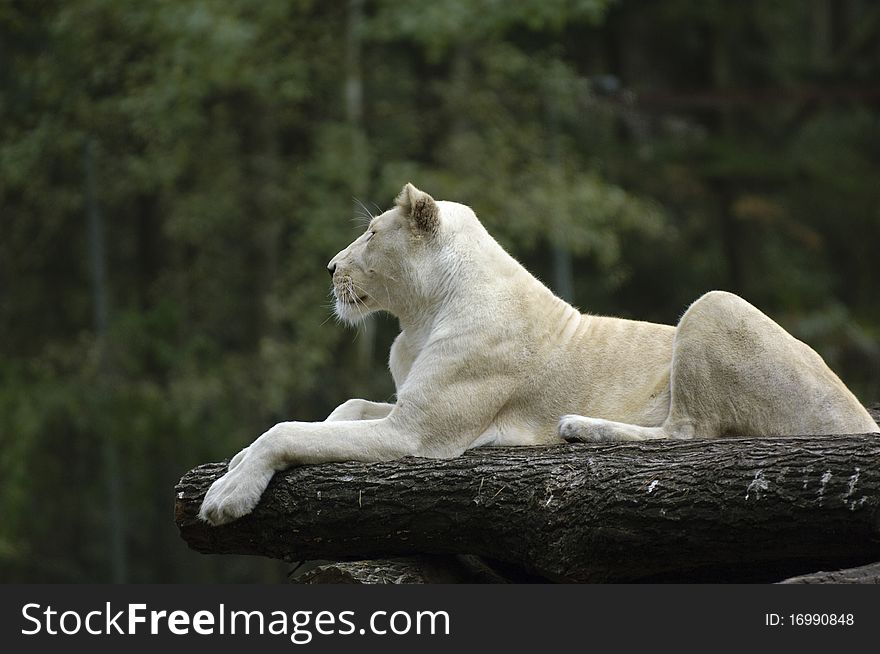 An african lion in a forrest. An african lion in a forrest