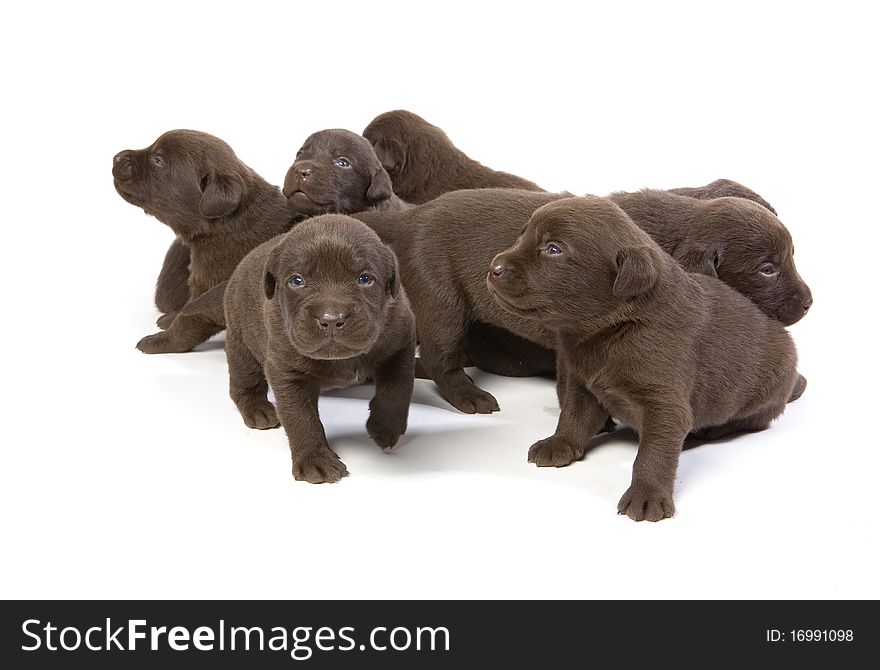 Newborn brown labrador puppies on white ground. Newborn brown labrador puppies on white ground