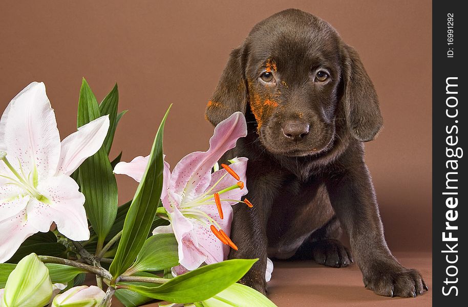 Brown labrador puppy with white lily