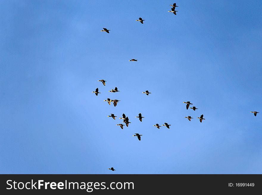 A flock of cormorant in flight against the deep blue sky. A flock of cormorant in flight against the deep blue sky