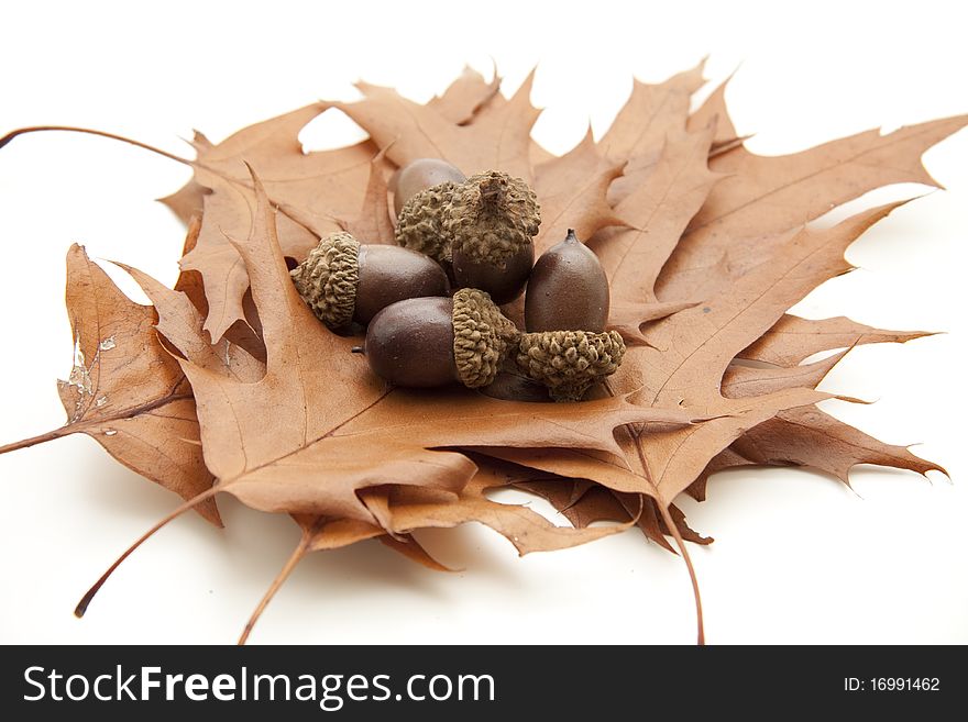 Dry leaves with acorns