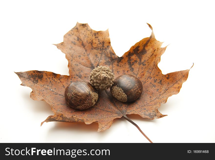 Dry leaves with acorns and chestnuts. Dry leaves with acorns and chestnuts