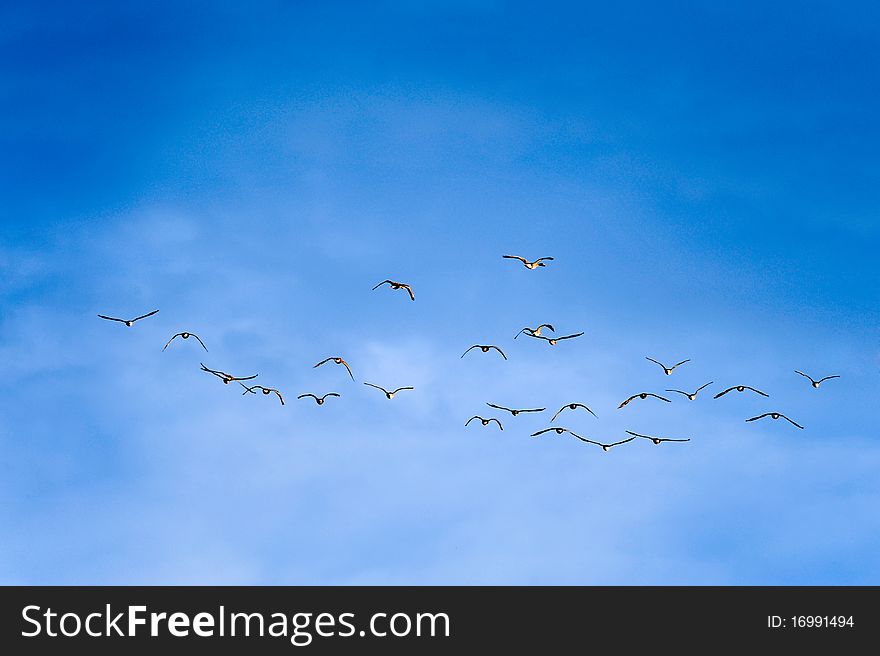 A flock of geese in flight against the deep blue sky. A flock of geese in flight against the deep blue sky