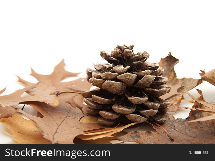 Dry leaves with pine cones