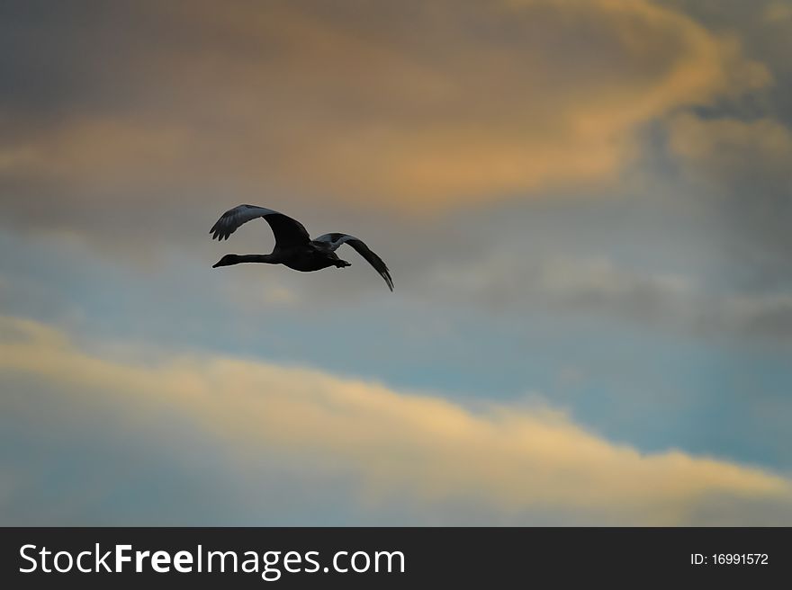 Photo of a swan flying.