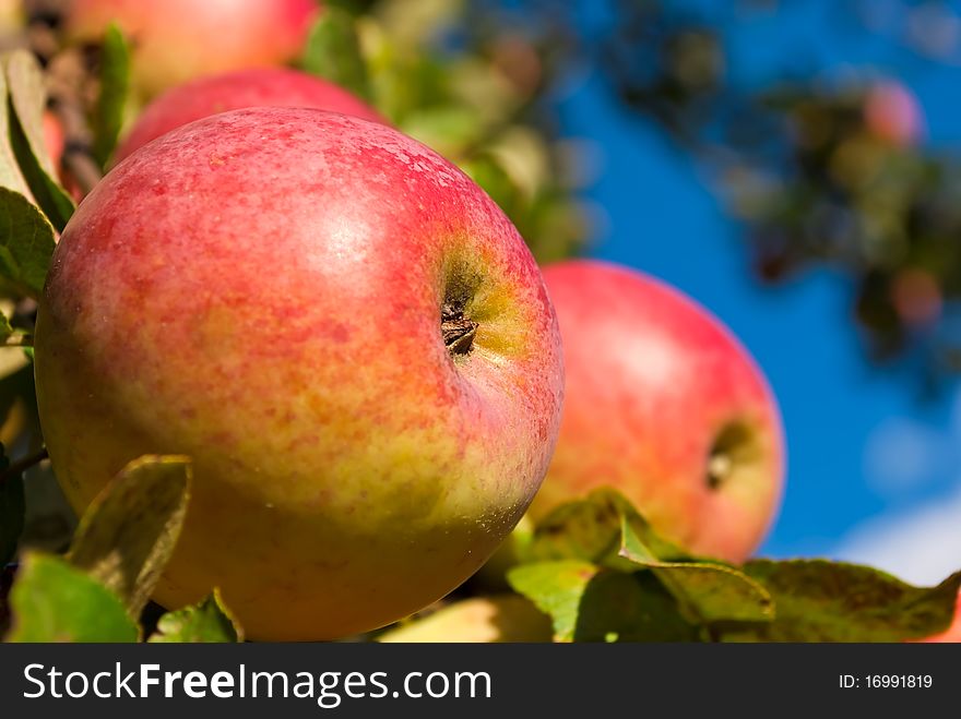 Ripe red apples on an apple-tree branch. Ripe red apples on an apple-tree branch