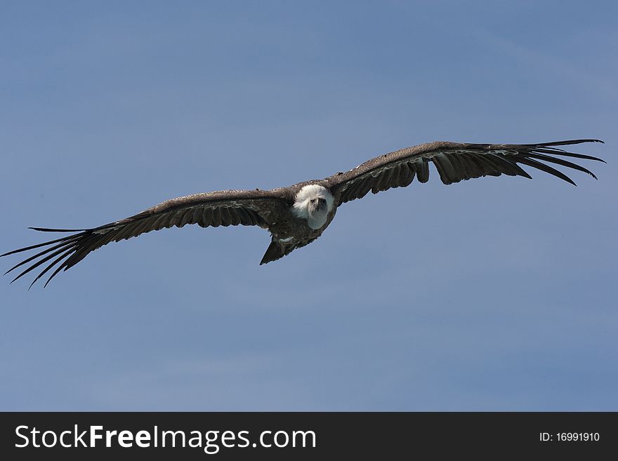 Griffon Vulture, Gyps fulvus, , blue sky. Griffon Vulture, Gyps fulvus, , blue sky