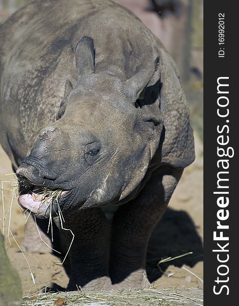 A close up of a baby rhinoceros. A close up of a baby rhinoceros