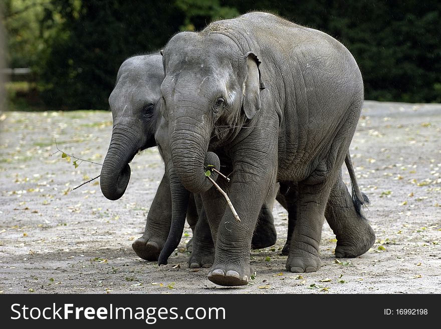 Baby elephants holding each other by the trumpet. Baby elephants holding each other by the trumpet