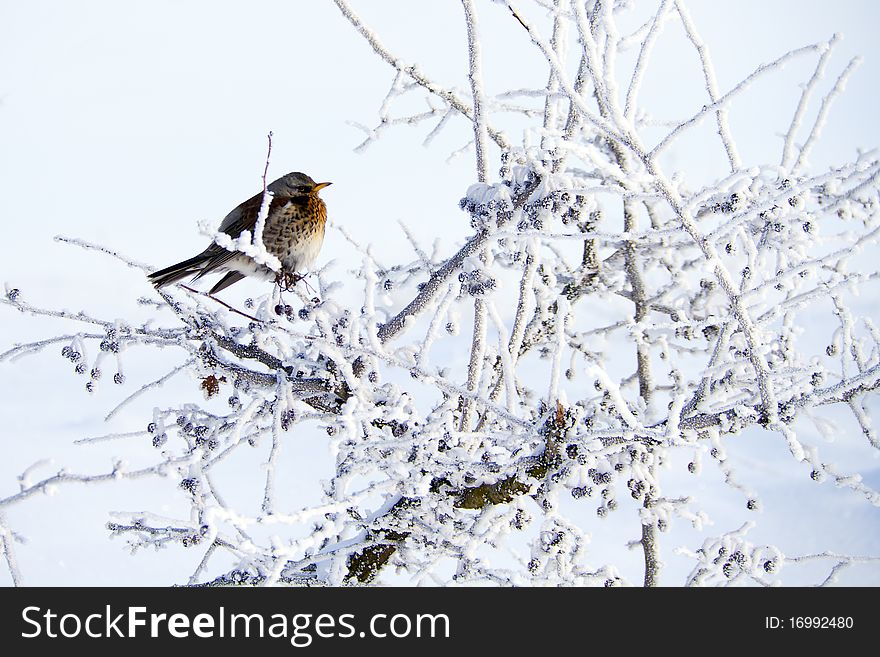 We mast help animals during cold winter. Small bird on hawthorn bush. We mast help animals during cold winter. Small bird on hawthorn bush.