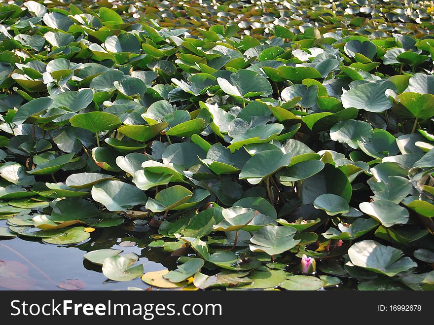 Water lilies in water-garden leafs textures