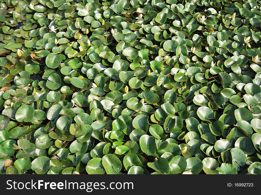 Water lilies in water-garden leafs textures