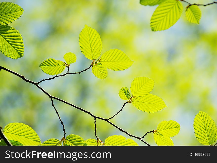 Green leaves on the green backgrounds