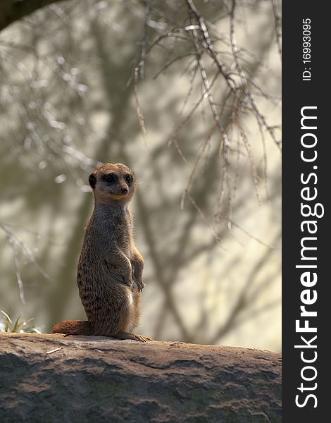 Suricate on the watch for predators