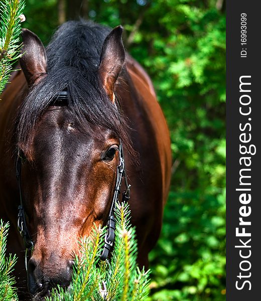 Portrait of the horse in verdure