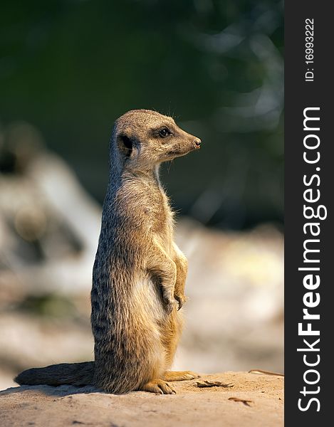 Suricate on the watch for predators