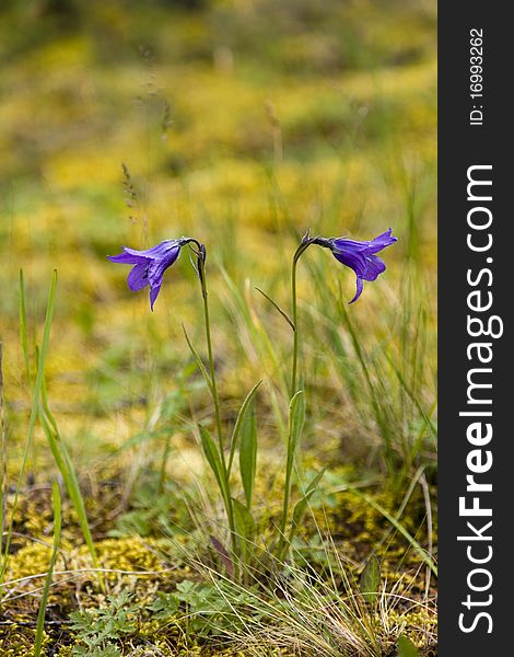 To bluebell flowers on a moss. To bluebell flowers on a moss