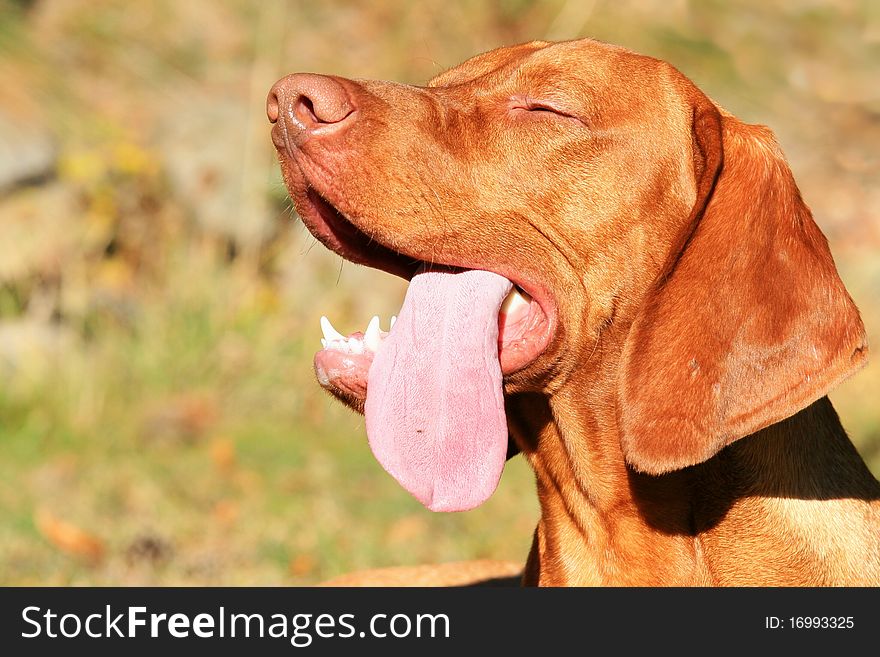 The face and tongue of hungarian hound. The face and tongue of hungarian hound