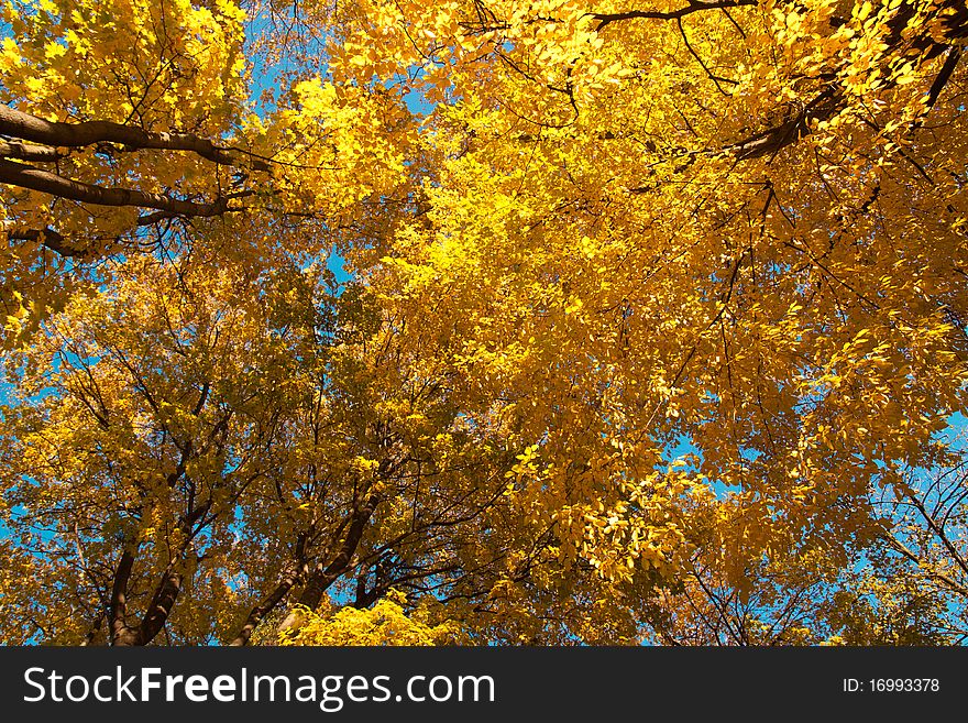 Yellow autumn leaves and blue sky