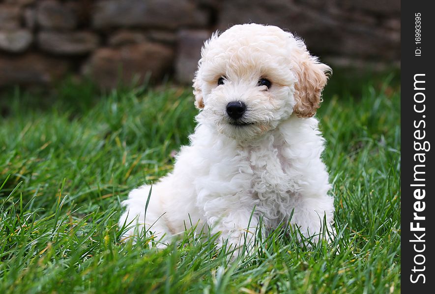 Sitting apricot poodle and green grass. Sitting apricot poodle and green grass