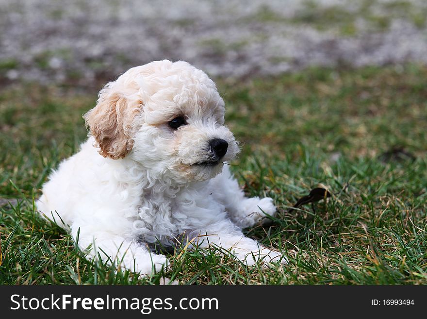 Apricot poodle and green grass. Apricot poodle and green grass