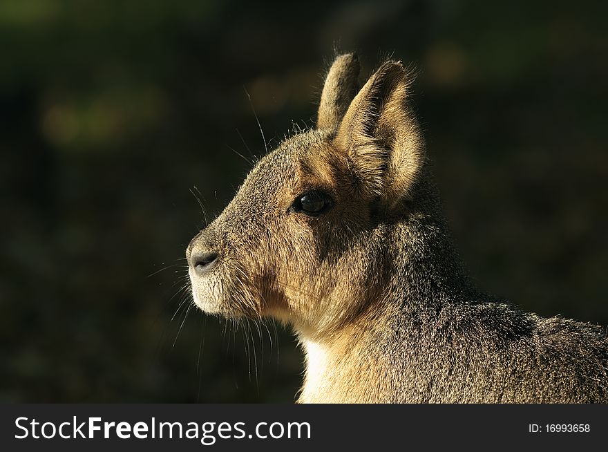 Cute brown rodent sitting in the sun. Cute brown rodent sitting in the sun