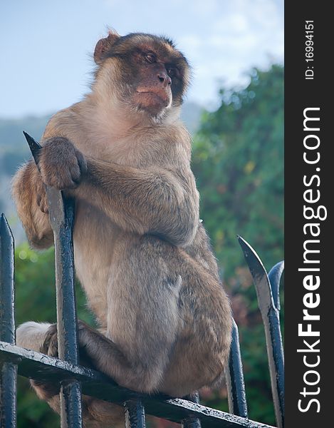 Monkey on a railing of Gibraltar