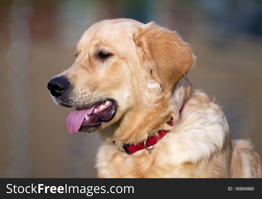 Picture of a Golden Retriever on a river shore. Picture of a Golden Retriever on a river shore.