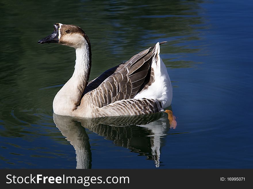 A goose reflecting on calm water