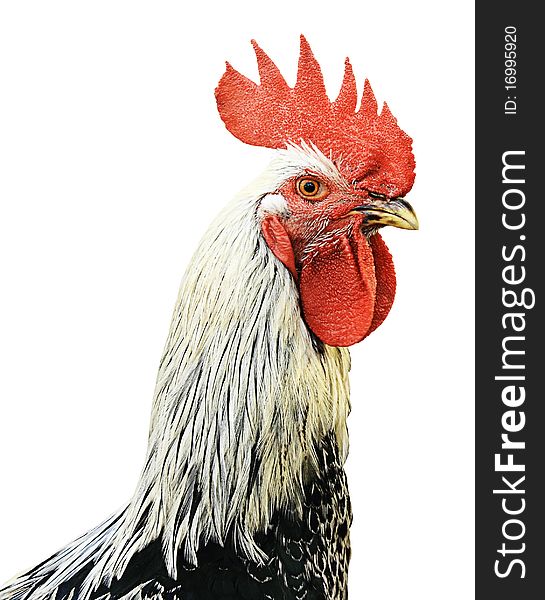 Isolated Rooster