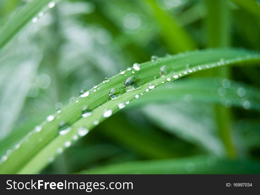 Water drops on the green grass closeup