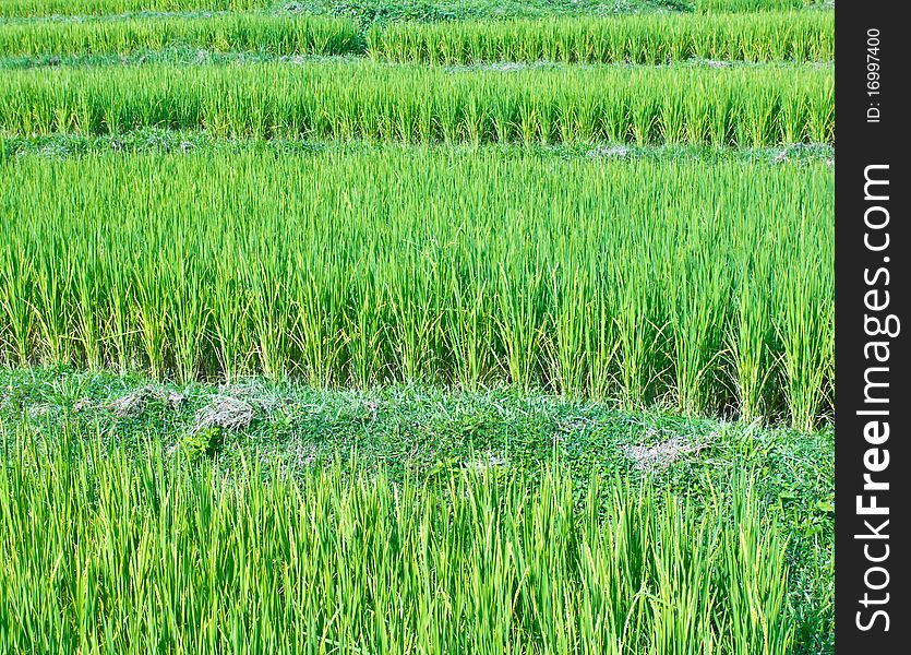 Green paddy rice in the morning day thailand