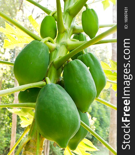 Green papaya on papaya tree