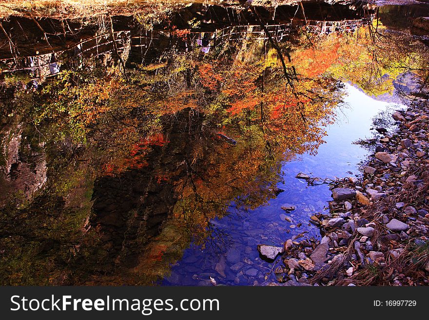 The red maple leafs and water. The red maple leafs and water