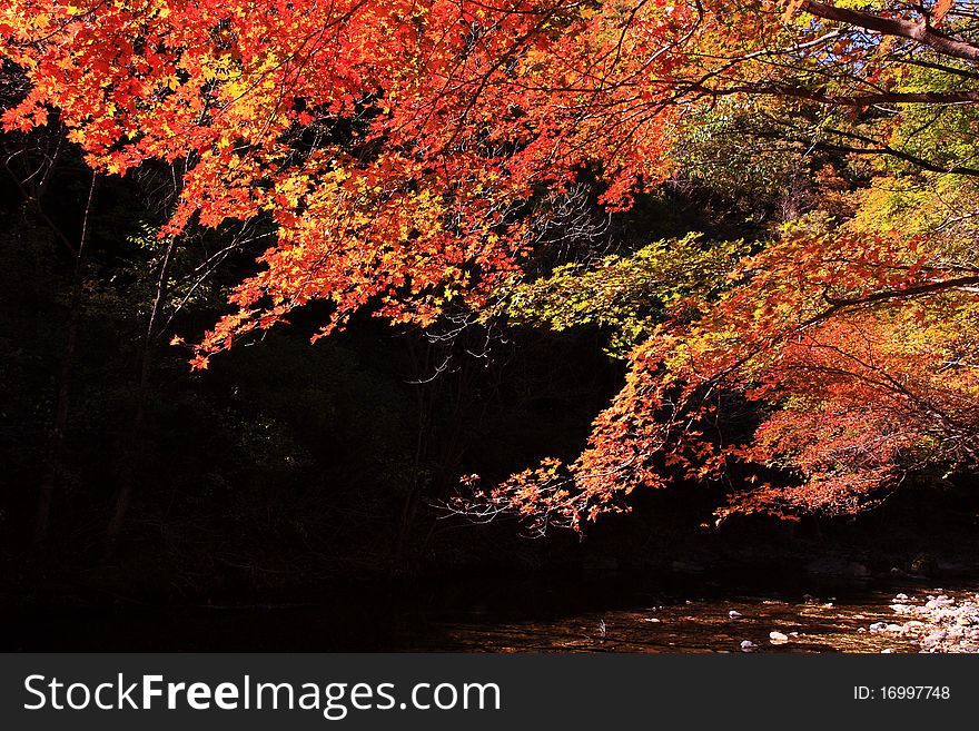 The red maple leafs and black background. The red maple leafs and black background