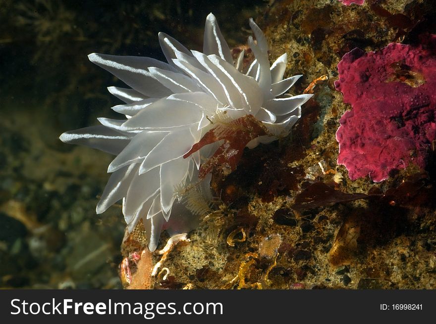 A sea slug making his way over a cold water reef. A sea slug making his way over a cold water reef.