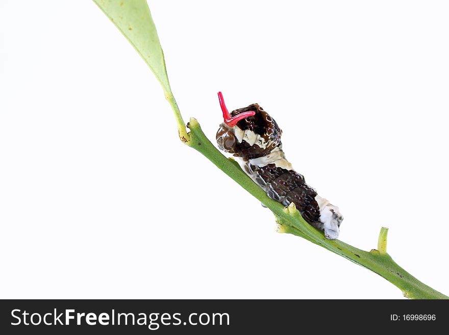 Giant Swallowtail Caterpillar (Papilio cresphontes) with Osmeterium; white background