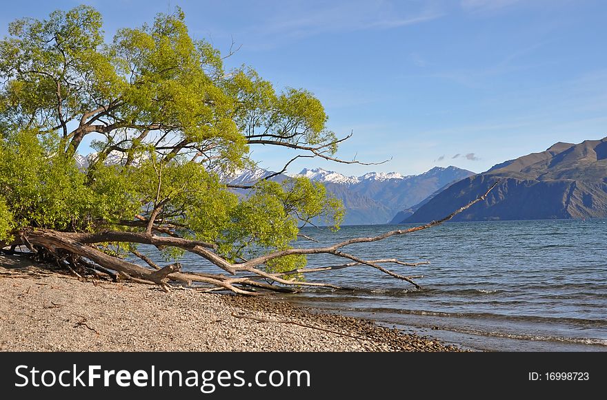 Morning view of the Willow trees around the shores of Lake Wanaka, Central Otago, New Zealand. Morning view of the Willow trees around the shores of Lake Wanaka, Central Otago, New Zealand