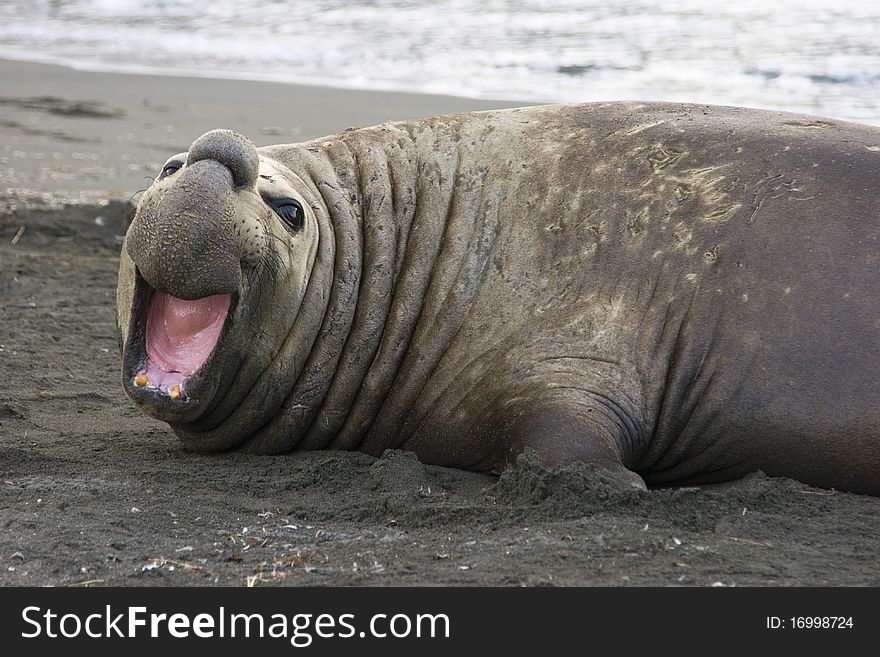 An Adult Elephant Seal in St. Andrews Bay, South Georgia, Antarctica. An Adult Elephant Seal in St. Andrews Bay, South Georgia, Antarctica