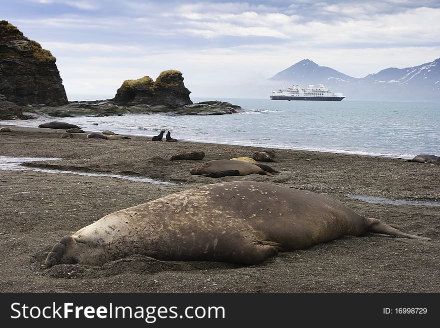 Adult Elephant Seal In South Georgia