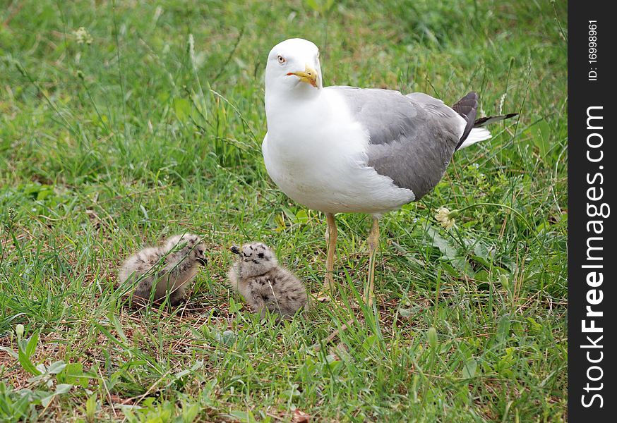 Family of seagulls - two baby birds and parents