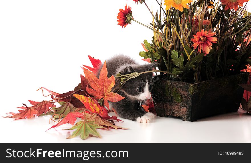 An adorable kitten playing among potted plants and fall foliage. Isolated on white. An adorable kitten playing among potted plants and fall foliage. Isolated on white.